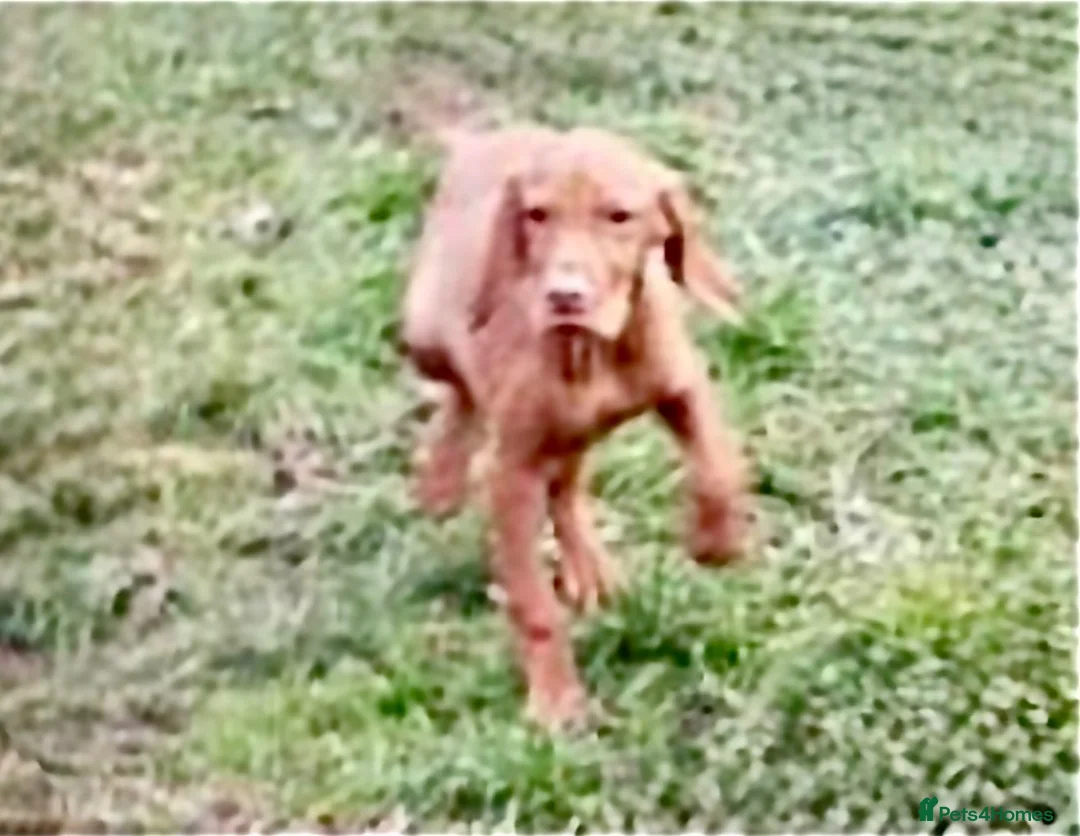 Hungarian Vizsla dogs for sale: Vizsla Female 5 month Great health/temp. in Southsea - Advert 4