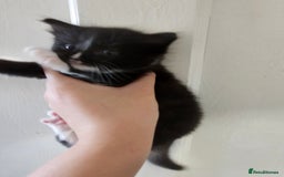 Mixed Breed cats for sale: Kittens for sale ready to leave to good homes  - Image 9
