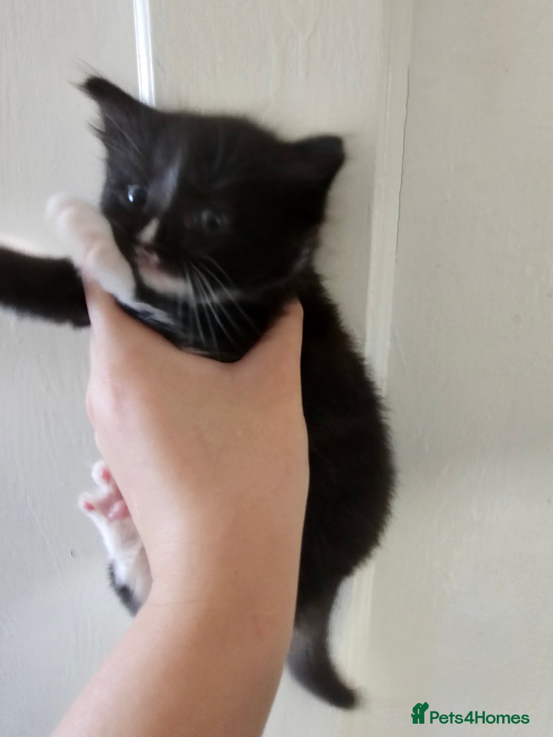 Mixed Breed cats for sale: Kittens for sale ready to leave to good homes  - Image 9