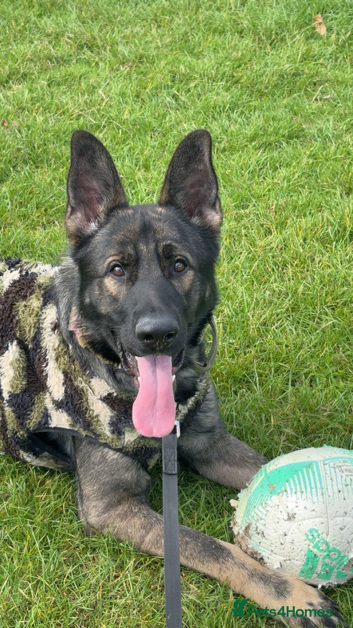 German Shepherd dogs German shepherd male - Advert 2