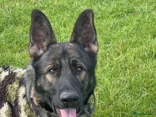 German Shepherd dogs German shepherd male - Advert 1