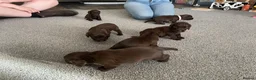 Sprocker dogs for sale: Sprocket Puppys  - Advert 8