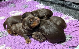 Cocker Spaniel dogs for sale: ASH X MICKEY-CHOC&TAN AVAILABLE-DoB-22.10.25 - Advert 3