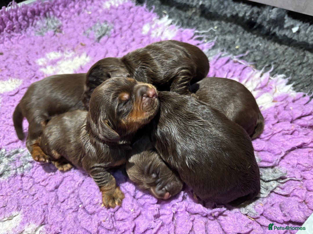 Cocker Spaniel dogs for sale: ASH X MICKEY-CHOC&TAN AVAILABLE-DoB-22.10.25 - Advert 3
