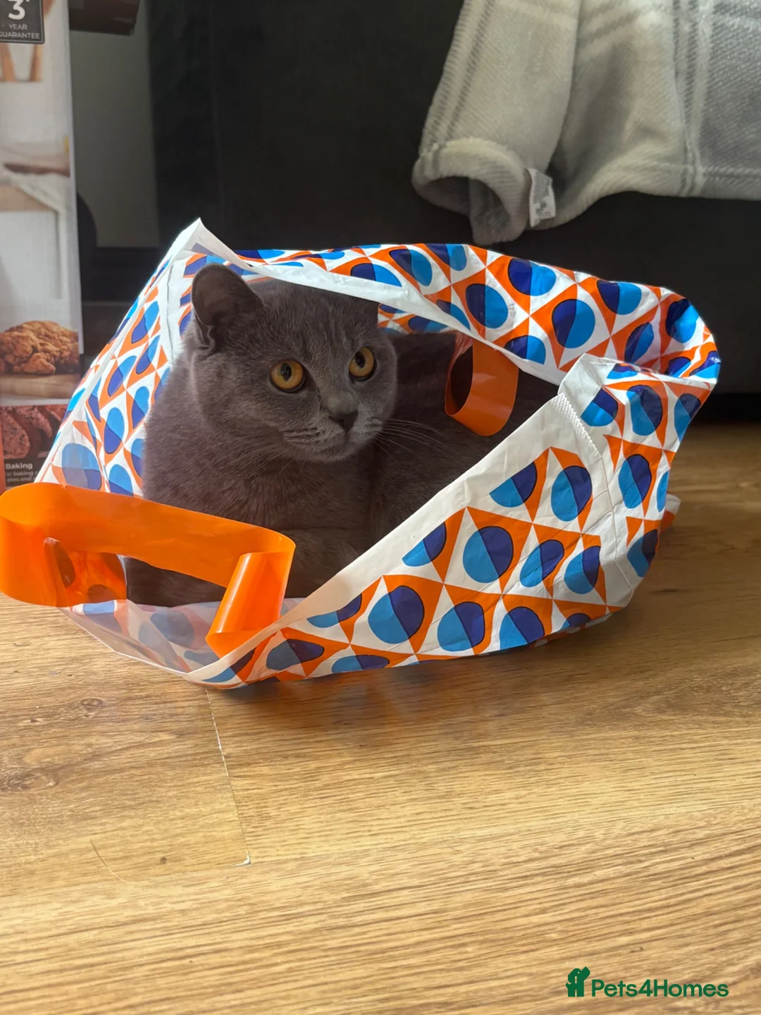 British Shorthair cats for sale: British Blue - looking for new home  - Advert 1