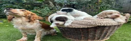 Cocker Spaniel dogs for sale: KC registered Cocker Spaniel Dog Puppy - Advert 2