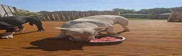 English Bull Terrier dogs for sale: Male English bull terrier pup - Advert 3