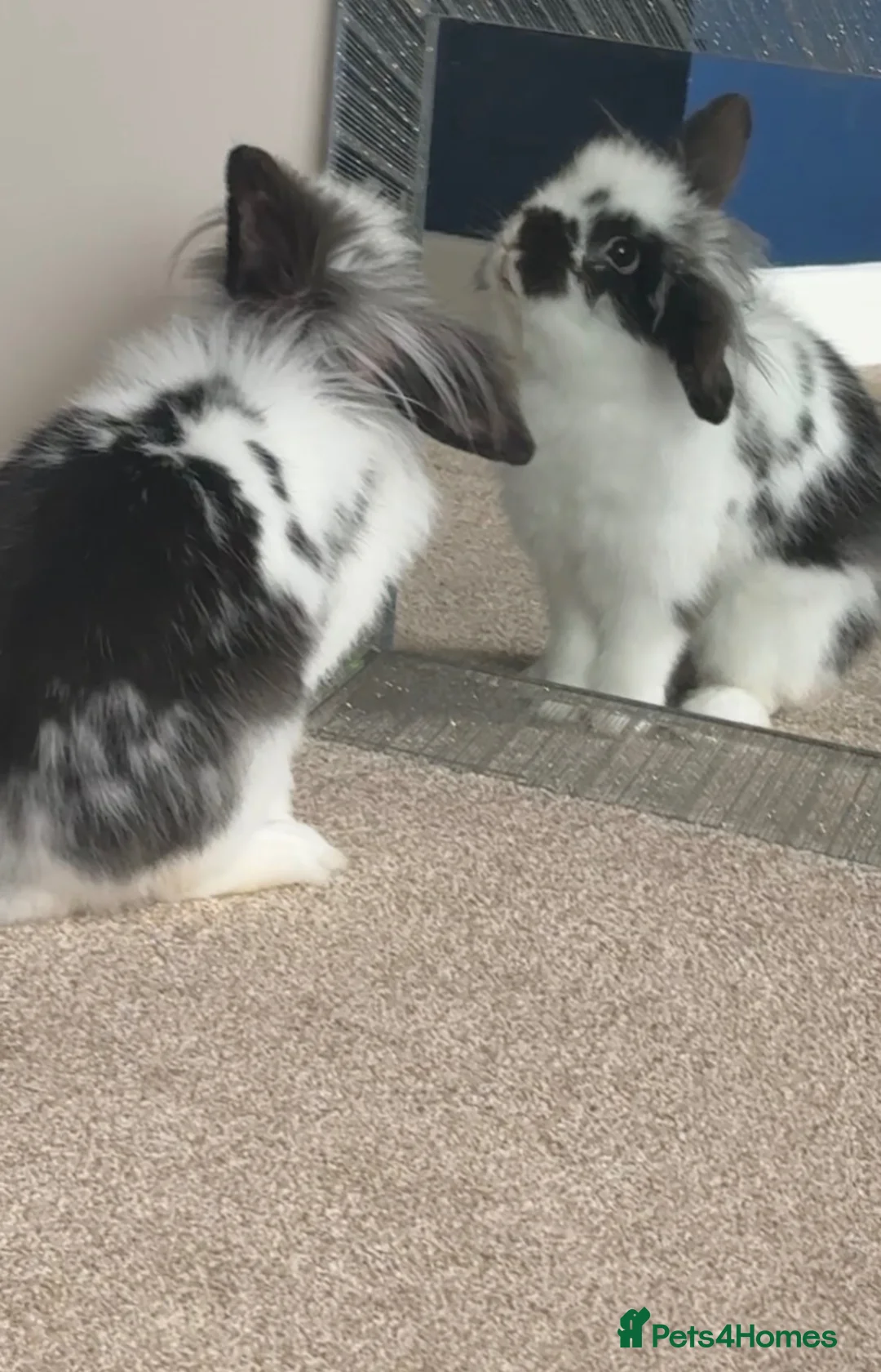 Lionhead rabbits for sale: Lionhead Rabbit in Dronfield - Advert 2