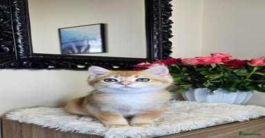 Scottish Fold cats - Advert 11