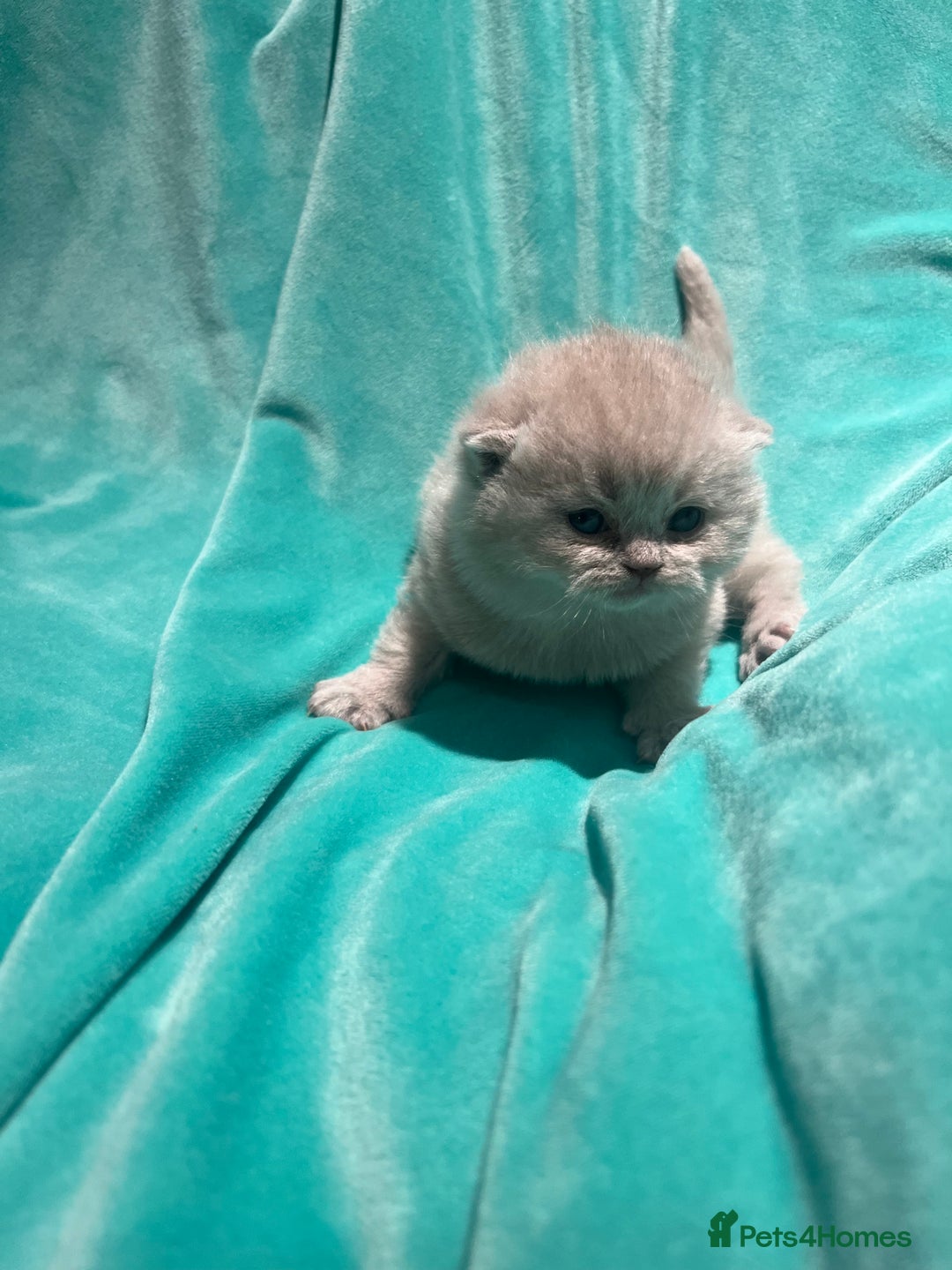 British Shorthair cats for sale: Gorgeous 4 week old health tested BSH - Advert 9