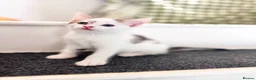 Mixed Breed cats for sale: Beautiful, Affectionate & Playful Girl 💕 - Advert 3