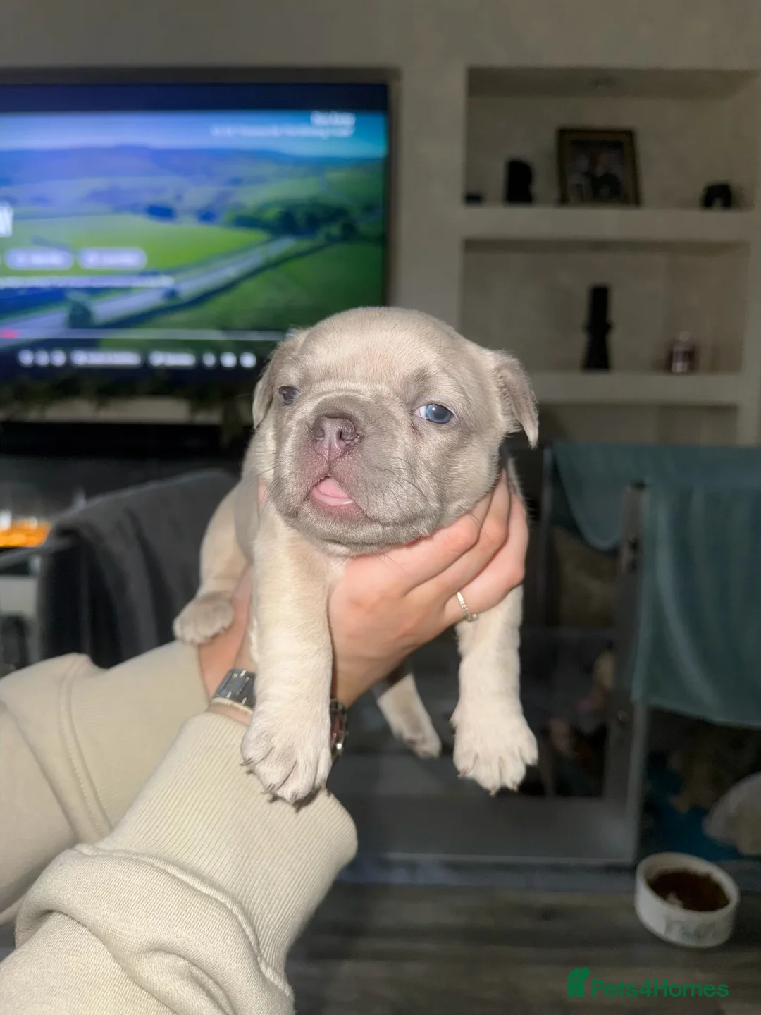 French Bulldog dogs for sale: Elegant Litter of Six KC Registered French Bulldog - Advert 18