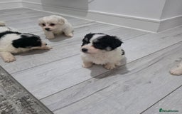 Cavachon dogs for sale: Cavachon puppies  - Image 4