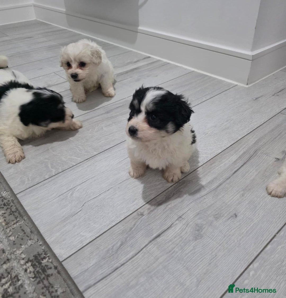 Cavachon dogs for sale: Cavachon puppies  - Image 4