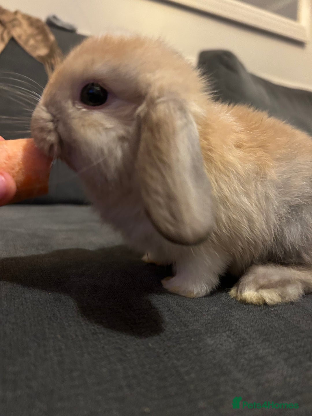 Mini Lop rabbits for sale: Mini lop Baby bunnies  - Advert 7