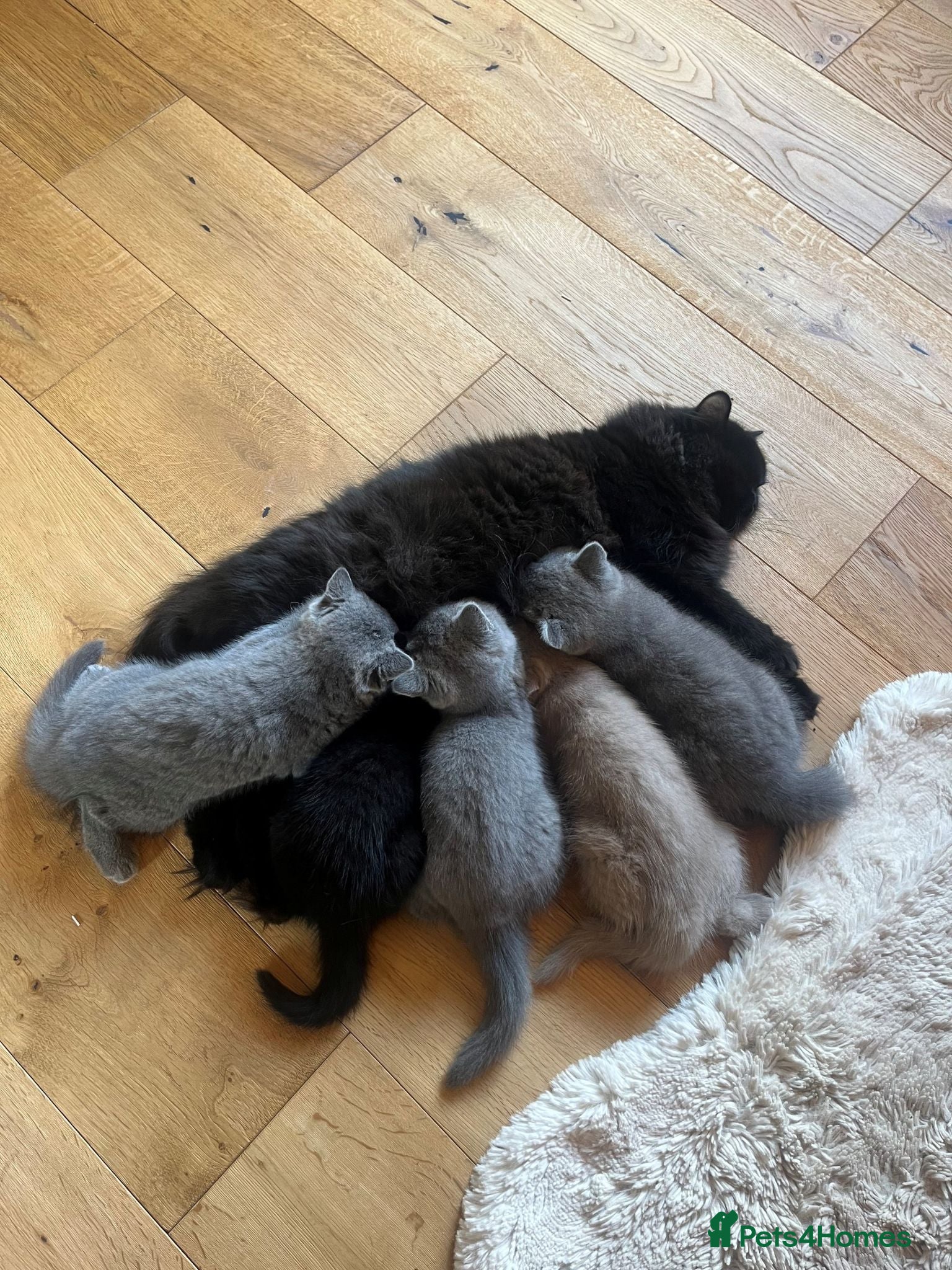 British Shorthair cats Beautiful British Shorthair Kittens  - Advert 1