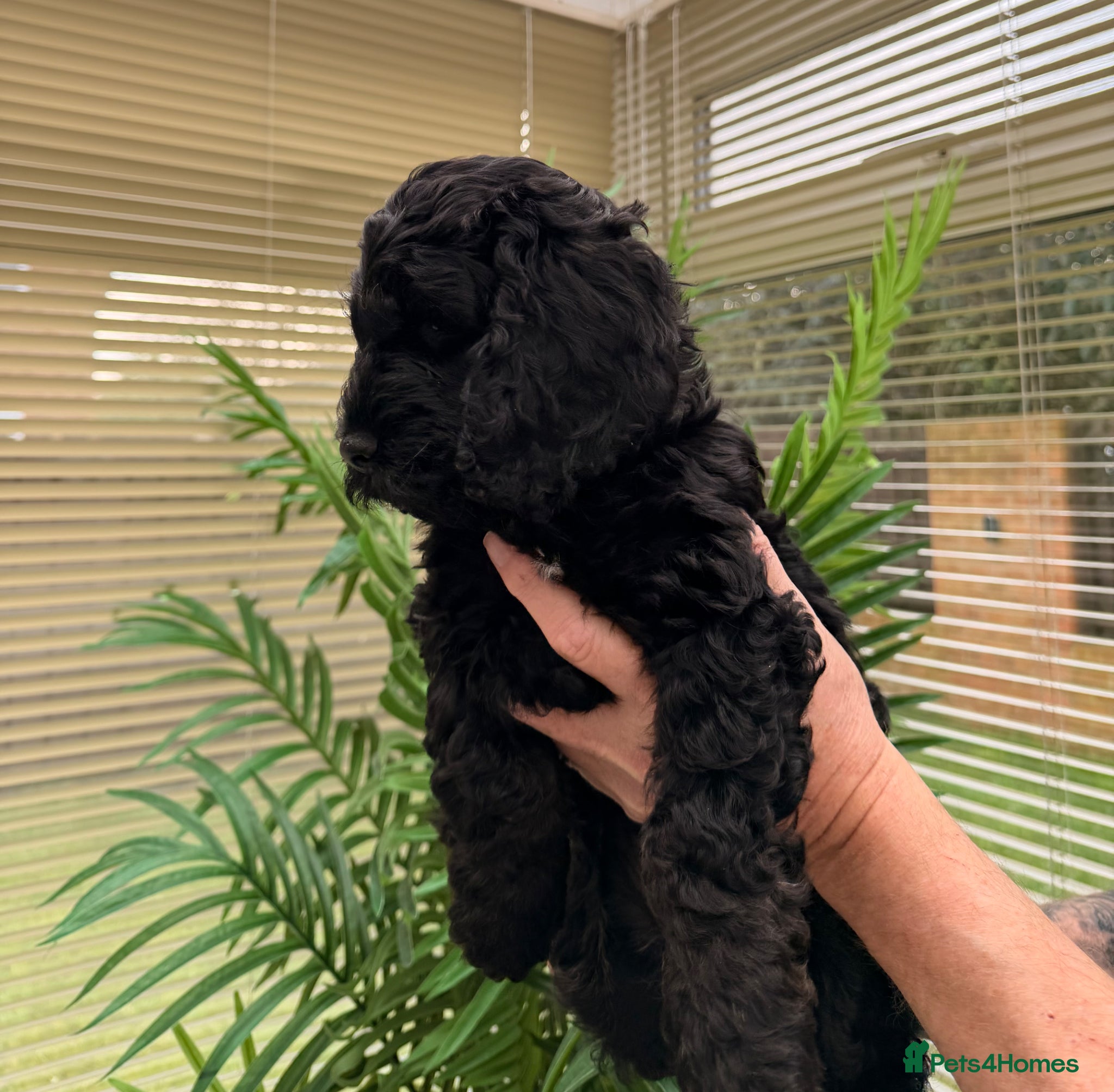 Cockapoo dogs F1 Cockapoo Puppies - Advert 6