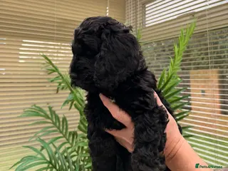 Cockapoo dogs F1 Cockapoo Puppies - Advert 6