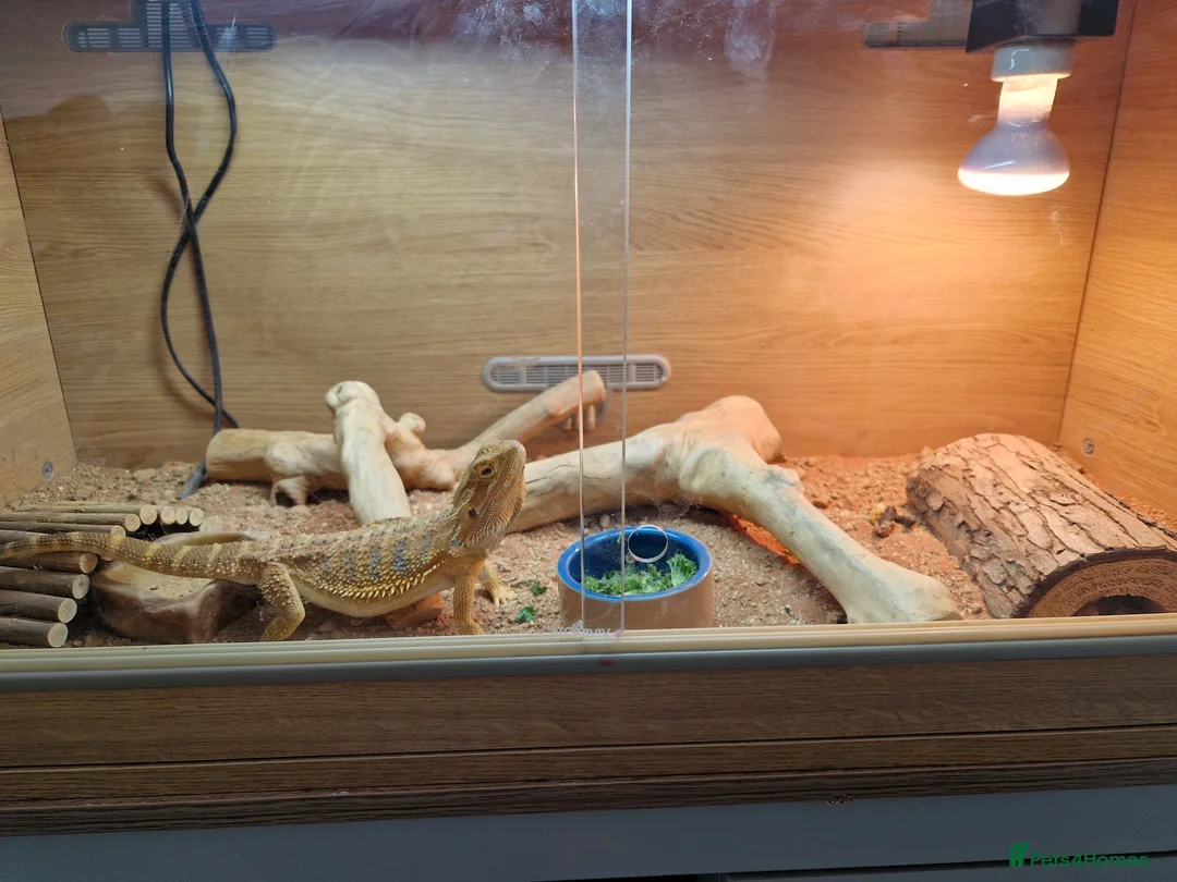 Dragon reptiles for sale: Bearded dragon - Advert 2