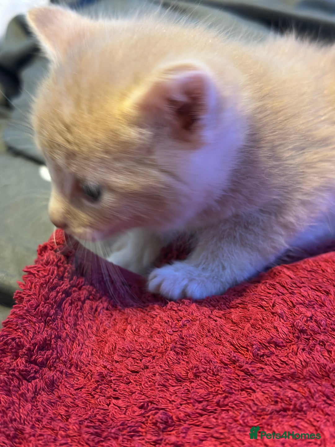 Mixed Breed cats for sale: Beautiful kittens  - Image 21