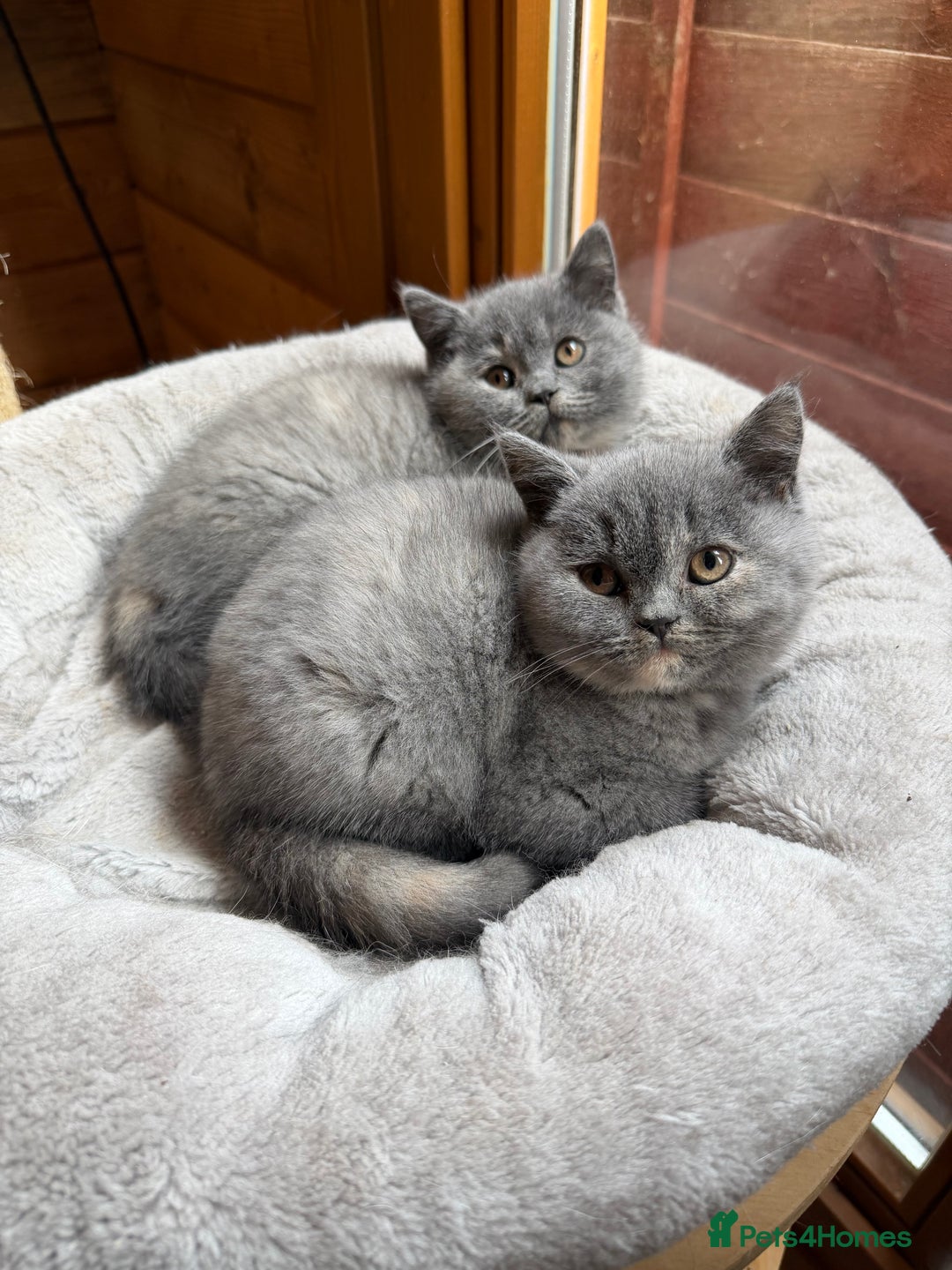 British Shorthair cats for sale: British Shorthair Kittens blue tortie  - Advert 14