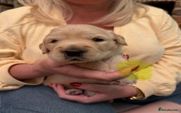 Golden Retriever dogs for sale: KC Reg Golden Retriever Pups - CHAMPION Bloodlines - Image 13