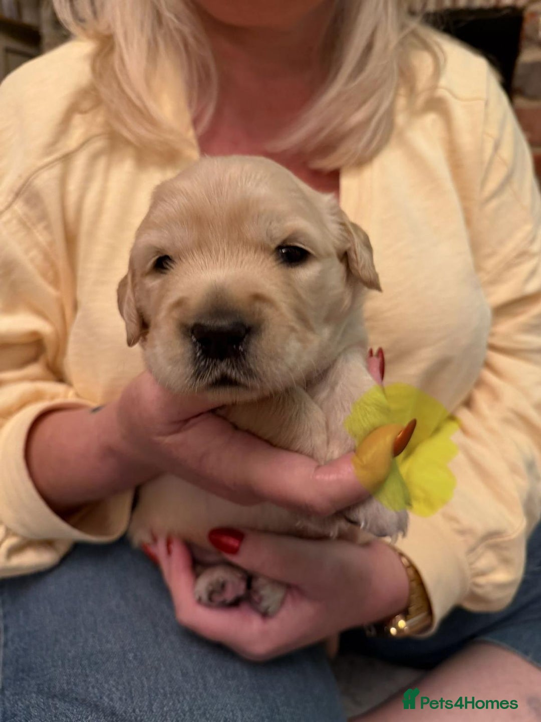 Golden Retriever dogs for sale: KC Reg Golden Retriever Pups - CHAMPION Bloodlines - Image 13