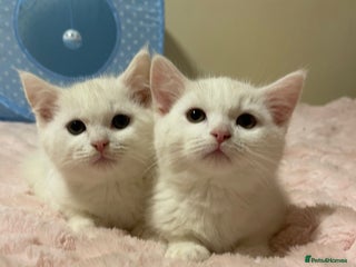 Ragdoll cats - Advert 35