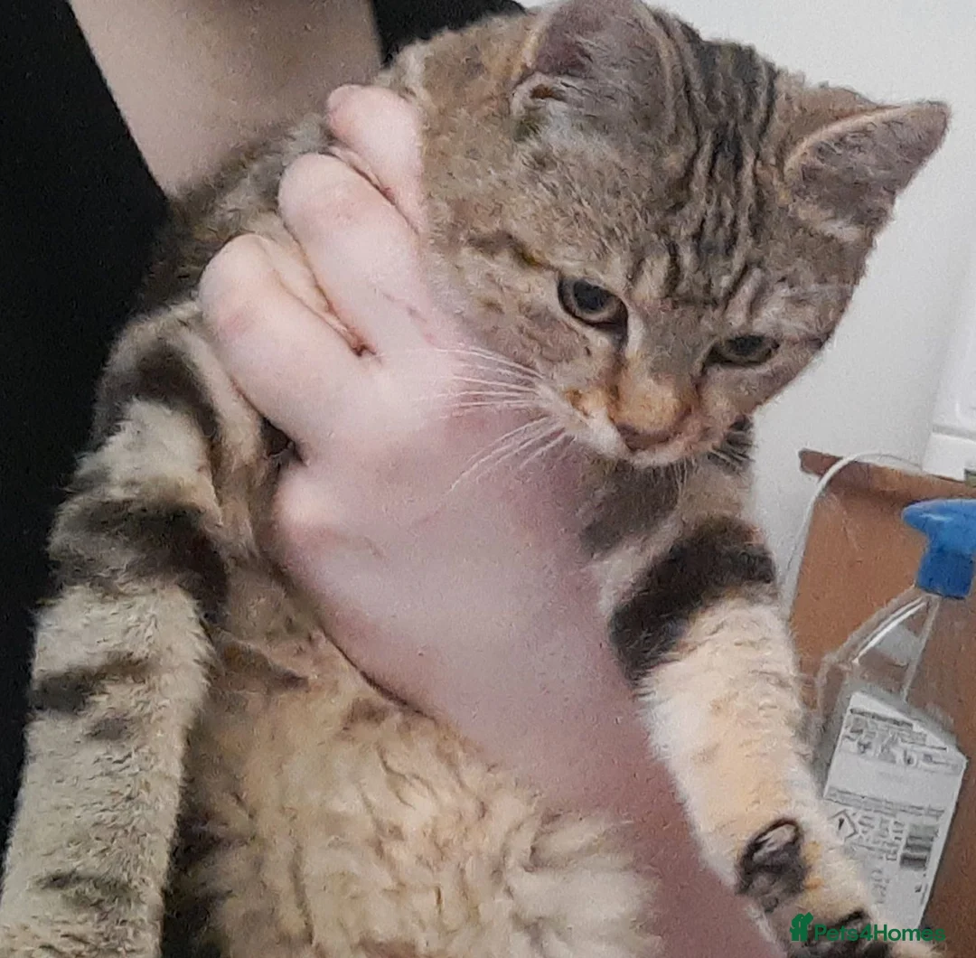 Mixed Breed cats for sale: Sooky Tabby girl looking for her new home - Advert 5