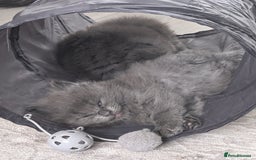 Maine Coon cats for sale: Beautiful Maine Coon Kittens - Image 26