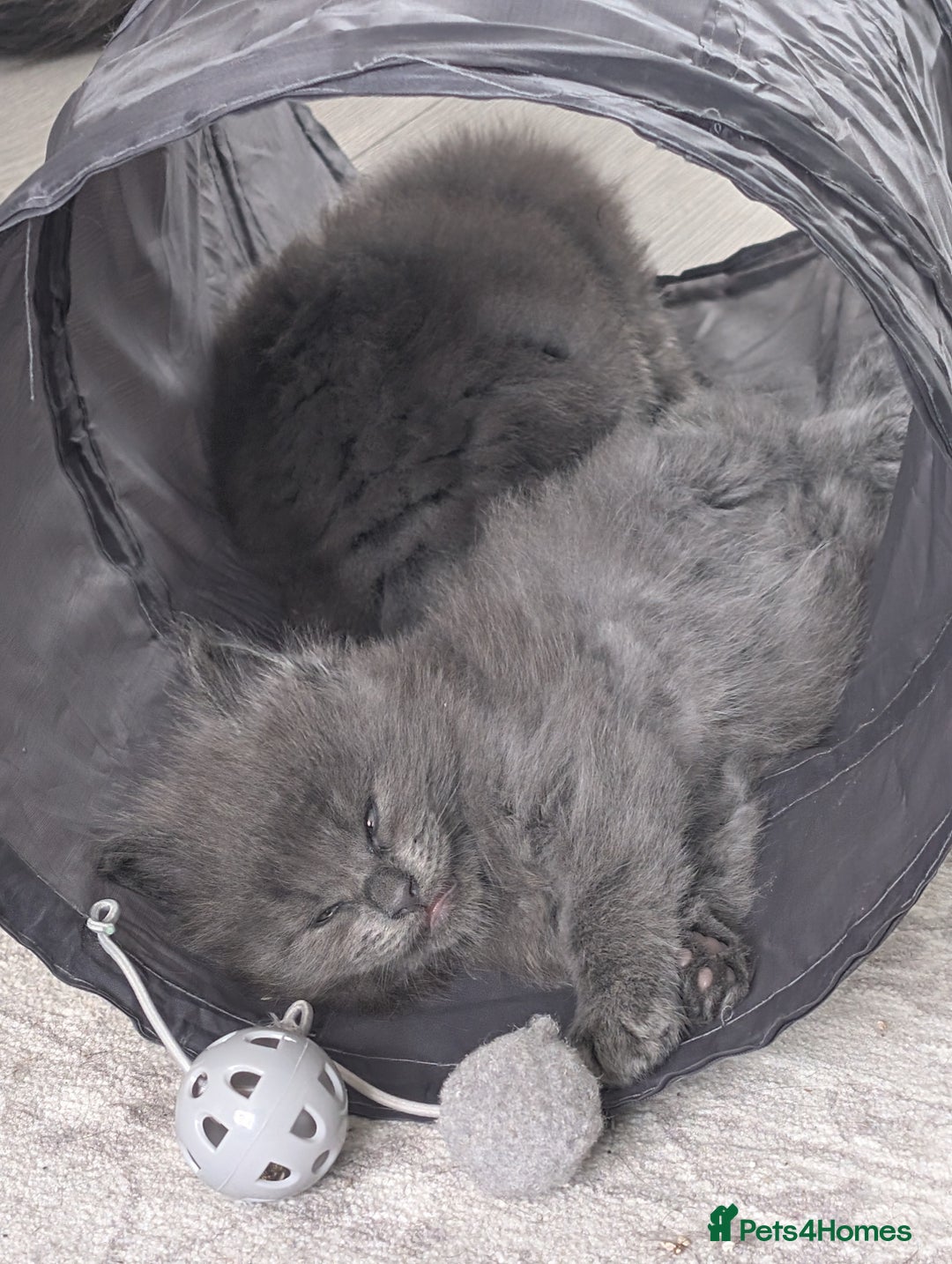Maine Coon cats for sale: Beautiful Maine Coon Kittens - Image 26