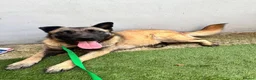 Mixed Breed dogs for adoption: Meet Luna, currently residing in London in Edgware - Advert 3