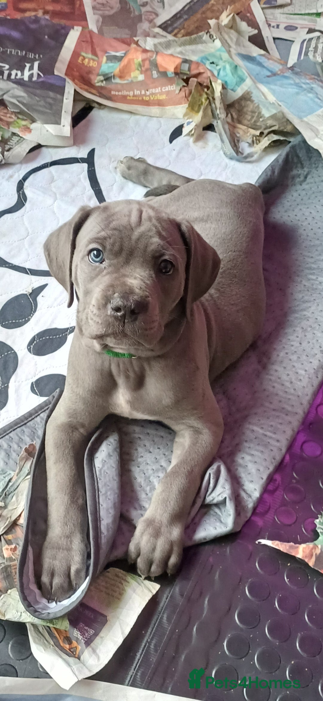 Cane Corso dogs for sale: Stunning 4th Generation Cane Corse Pups  - Advert 15