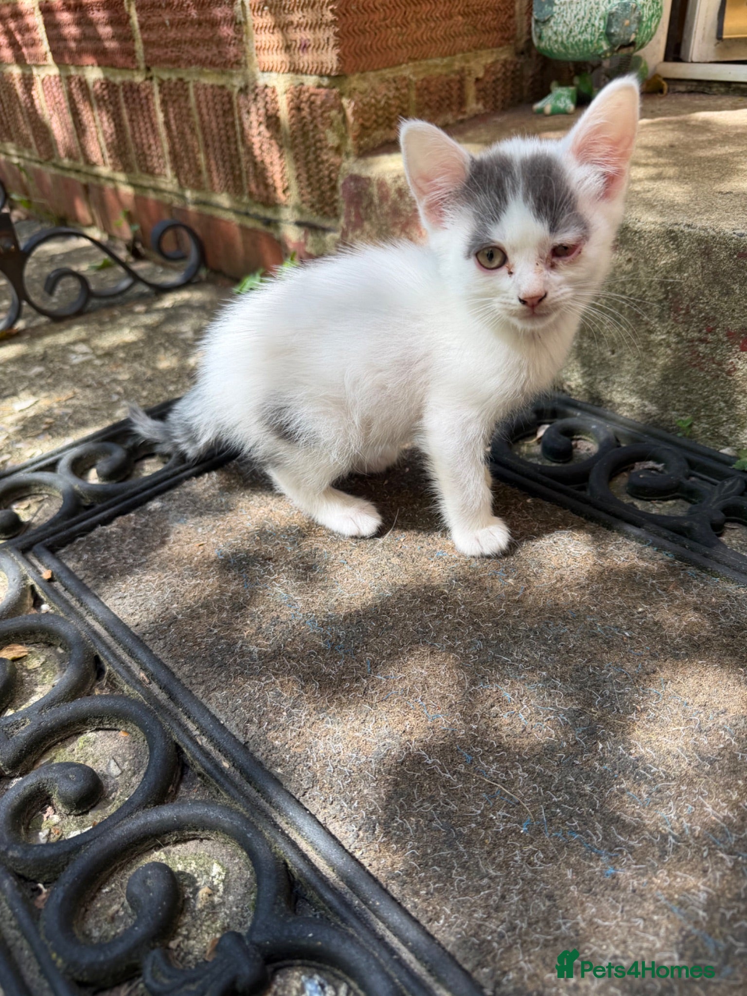 Mixed Breed cats Kittens for sale - Advert 15