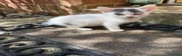 Mixed Breed cats for sale: Kittens for sale - Advert 1