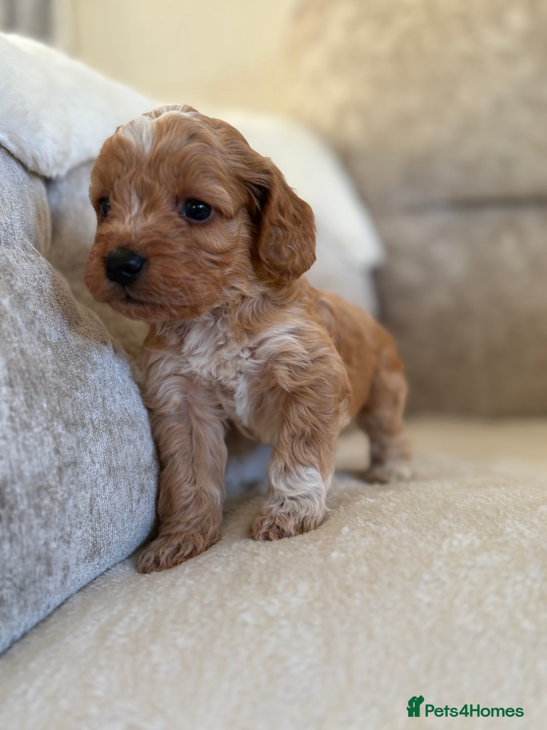 Cockapoo dogs for sale: F1 Cockapoo puppies - Advert 18