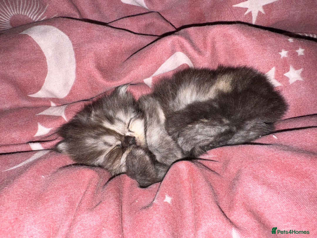 Persian cats for sale: Cute Persian Kittens 2 Left For Sale - Image 8