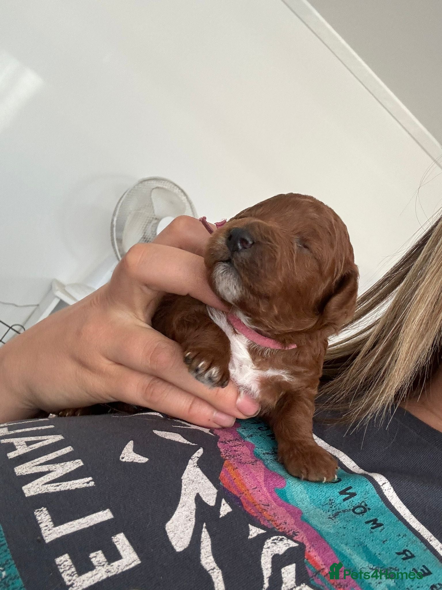 Toy Poodle dogs 🌟 Beautiful Toy Poodle Puppies 🌟 - Advert 16