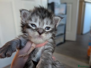 Maine Coon cats Full Mainecoon kittens - Advert 17