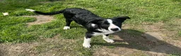 Border Collie dogs for sale: Border collie dog puppy - Advert 3