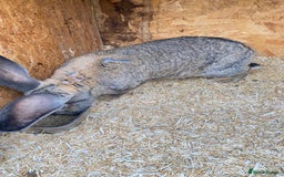 Continental Giant rabbits for sale: Massive Giant Rabbit Female - Advert 2