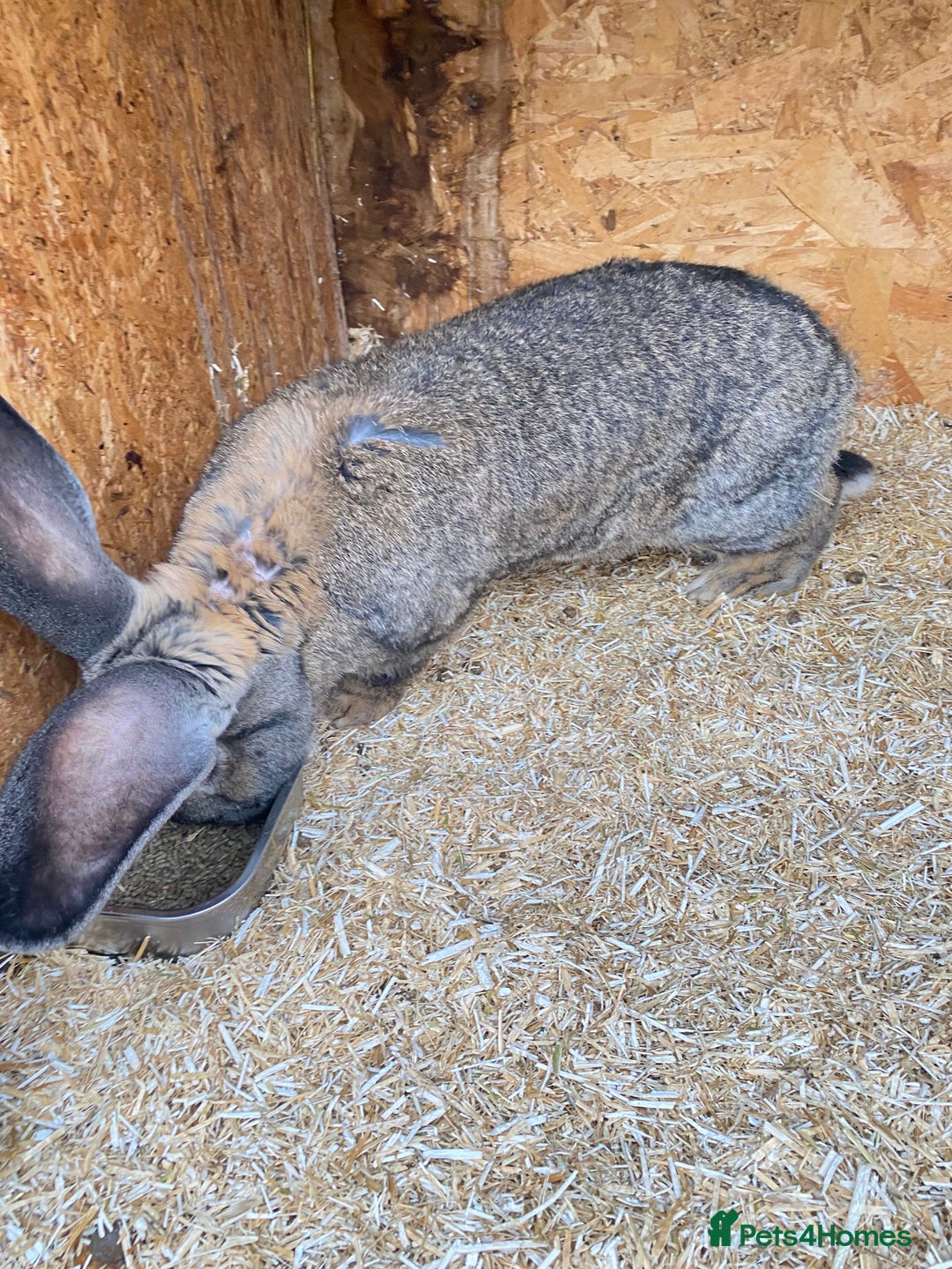 Continental Giant rabbits for sale: Massive Giant Rabbit Female - Advert 2