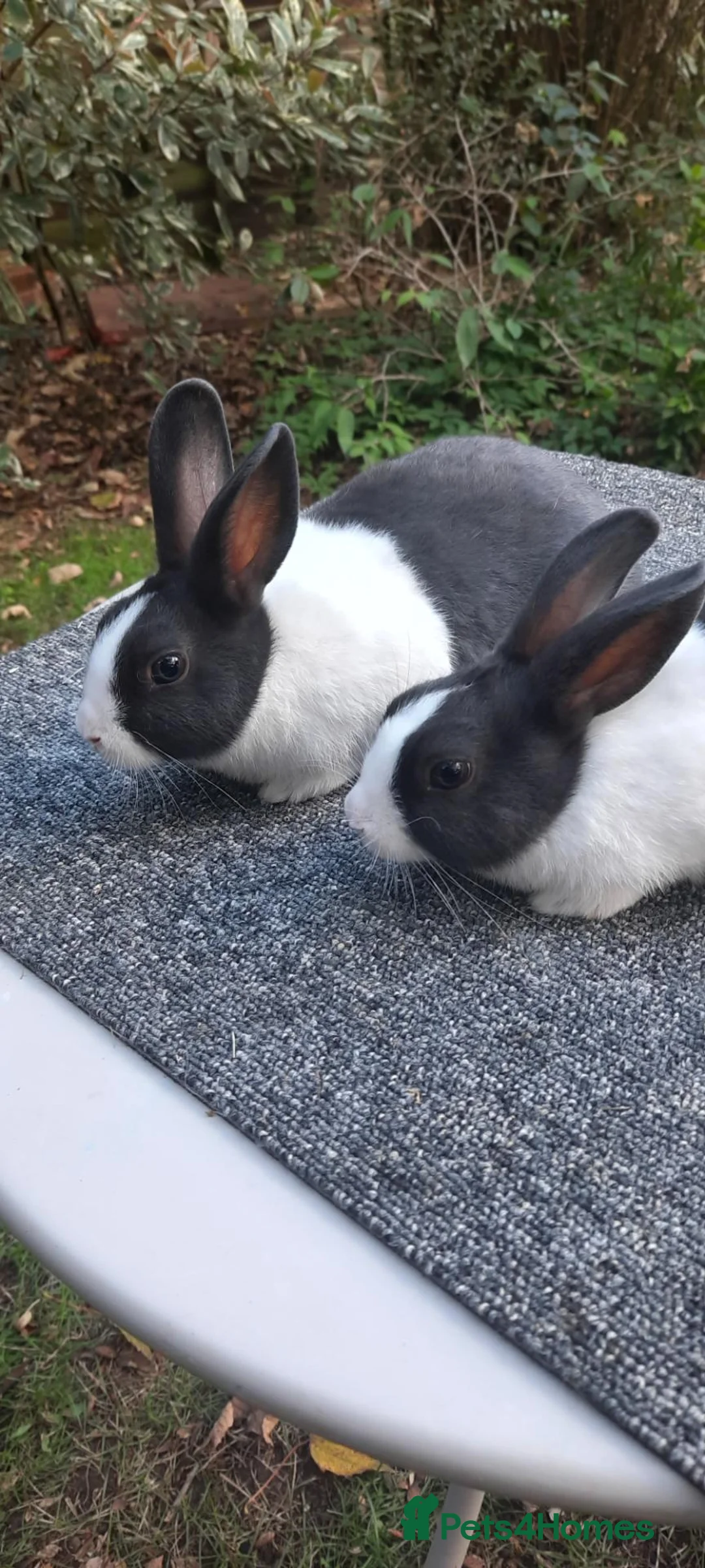 Dutch rabbits for sale: Purebred Dutch rabbits - Advert 3