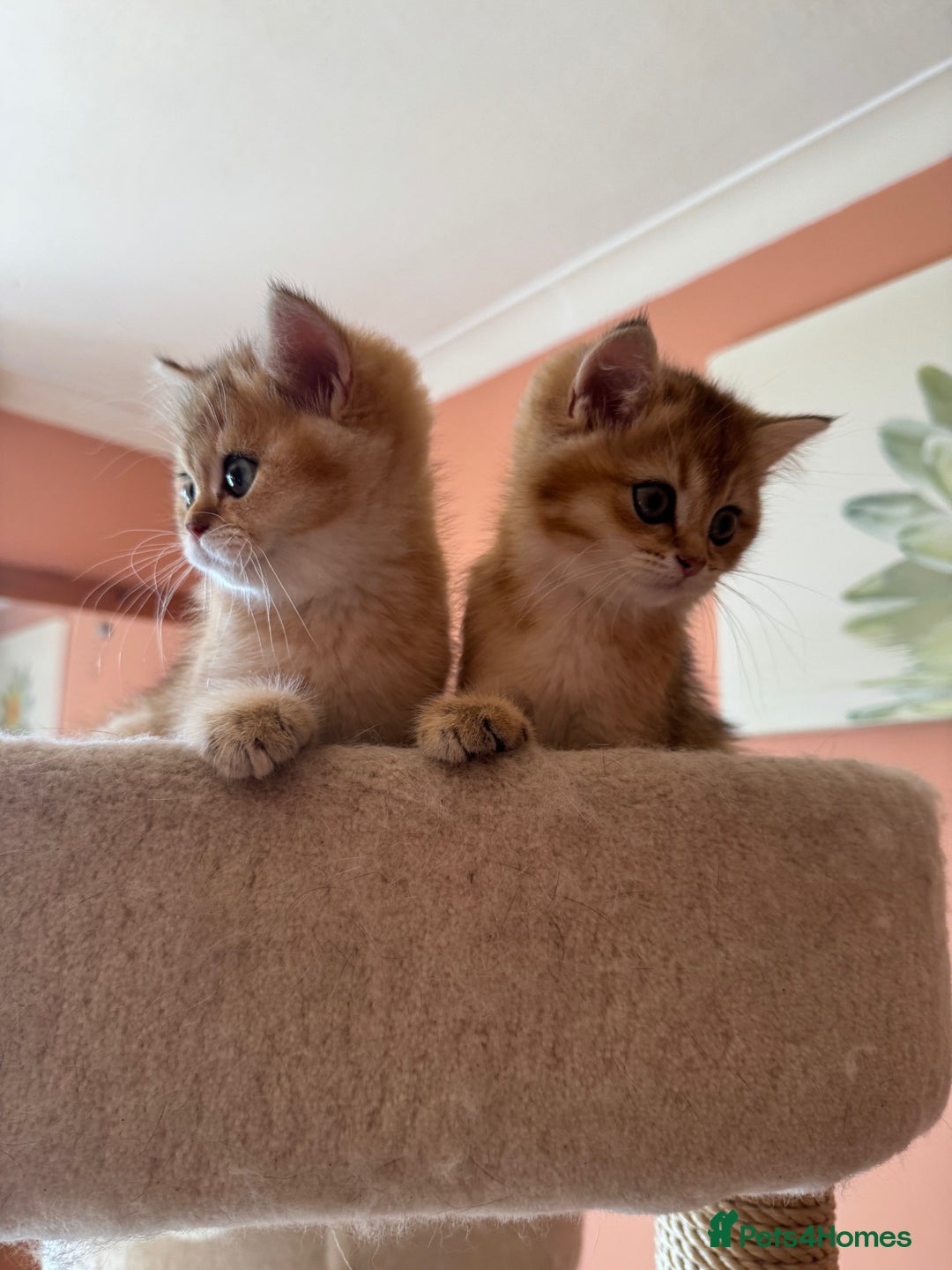 British Shorthair cats for sale: beautiful golden bsh kittens - Image 9