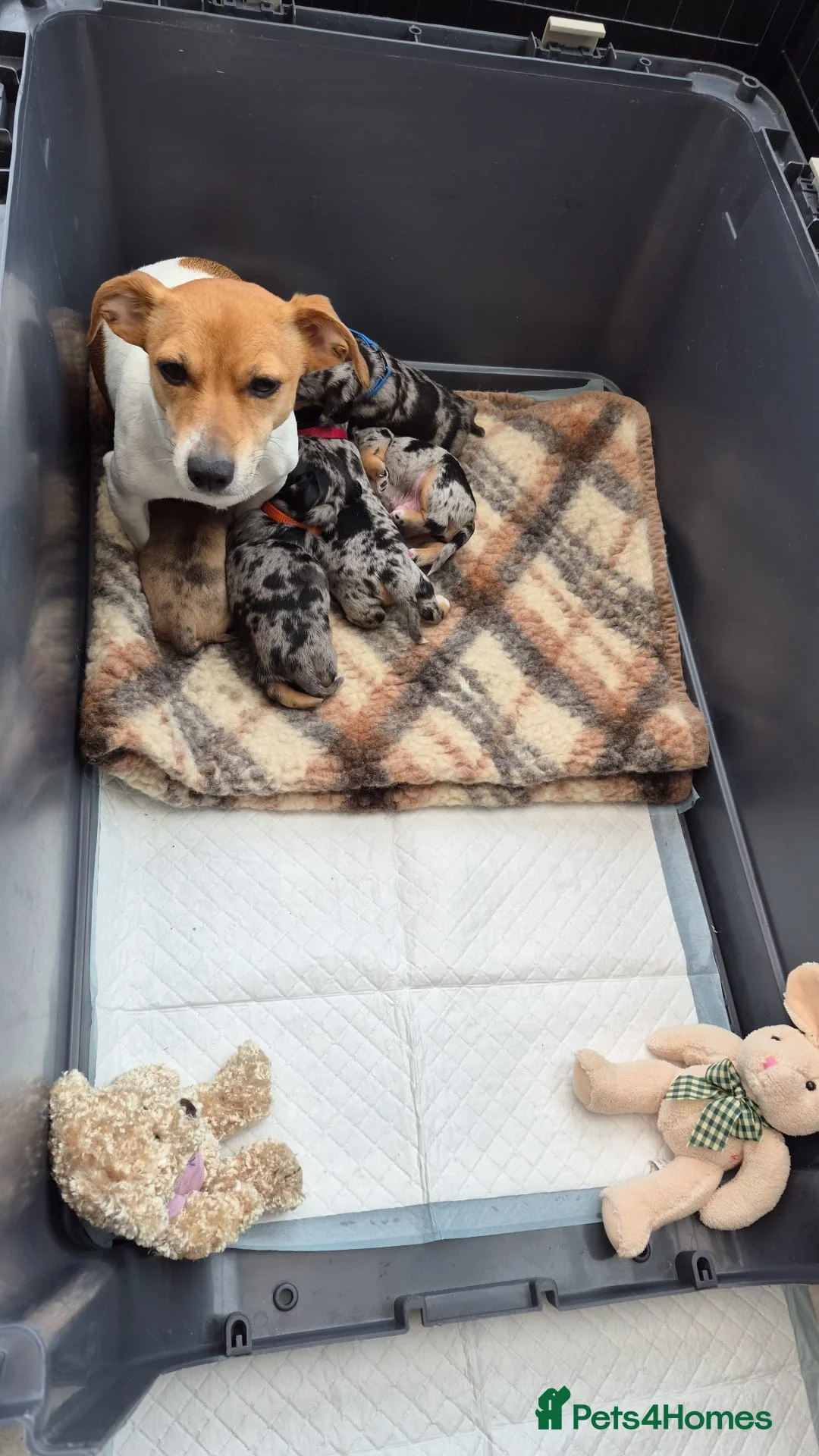 Jackshund dogs for sale: A stunning Jack Russell Terrier and Dachshund mix. - Advert 40