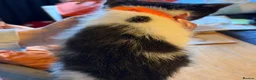 Mixed Breed cats for sale: A litter of beautiful kittens. - Advert 12