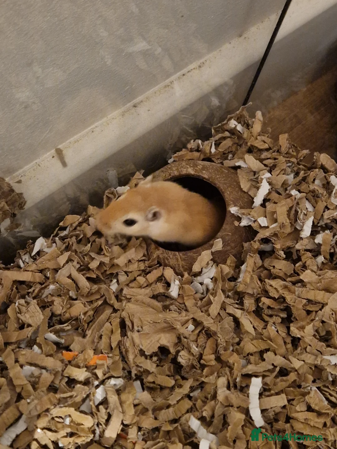 Gerbil rodents for sale: Single female for bonding available - Advert 1