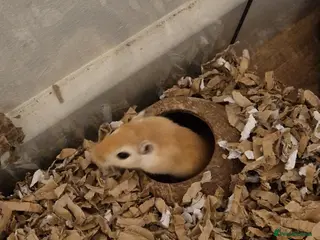 Gerbil rodents Single female for bonding available - Advert 7