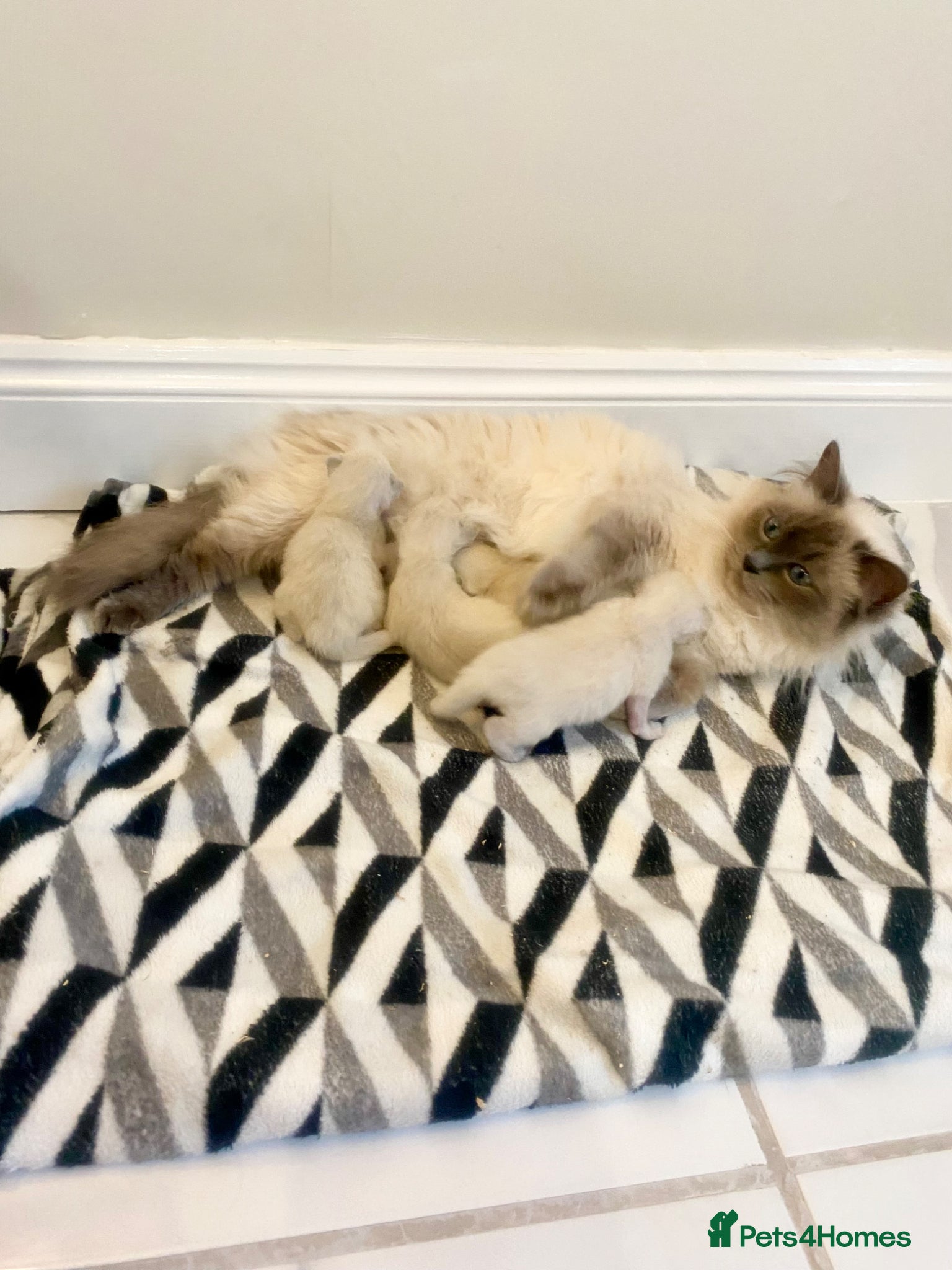 Ragdoll cats Ragdoll kittens  - Advert 2