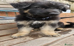German Shepherd dogs for sale: German shepherd pups  - Image 11